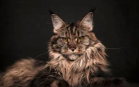 猫咪胡须太长表示什么