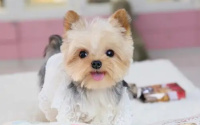 狗狗多打了一针狂犬疫苗会有影响吗？