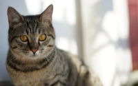猫掉毛里夹杂白色皮屑