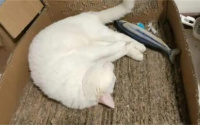 被猫咬了要打狂犬疫苗吗