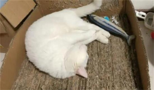被猫咬了要打狂犬疫苗吗