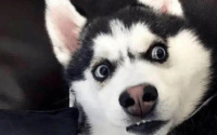 狗狗平时是怎么表达喜怒哀乐的呢?