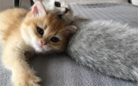 家里养什么猫最好十大排名