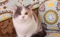 猫鼻子又凉又湿是不是病了
