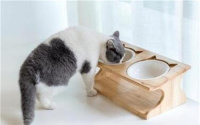 猫被关门外会不会生气