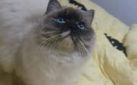 猫胡子剪了有什么后果