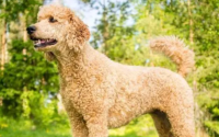 最聪明的短毛小型犬