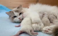 猫怀孕和胖的区别