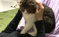 猫踩奶是一种什么表现?