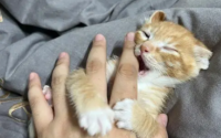 猫会咬人吗