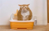 猫咪便秘有什么症状