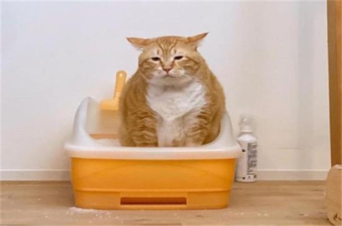 猫咪便秘有什么症状