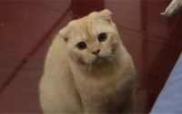 喜欢猫猫的女生是什么性格