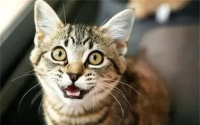 猫咕噜噜的声音代表什么