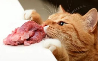 猫爱吃的东西是什么