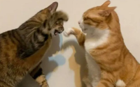 猫咪健康饲养的五大误区