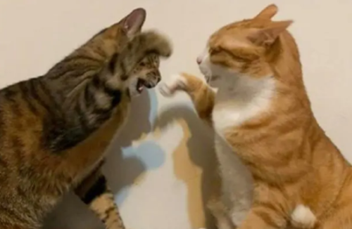 猫咪健康饲养的五大误区