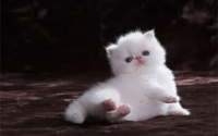 猫咪驱虫后还有跳蚤