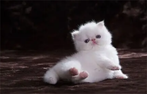 猫咪驱虫后还有跳蚤