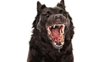 狗得了狂犬病什么表现