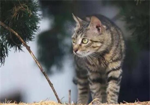公认最有“灵性”的6种猫,养过的都说好