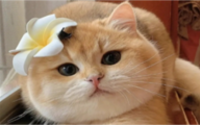 猫咪万万不能吃的东西是什么