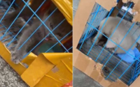快递猫会不会闷死