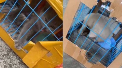 快递猫会不会闷死