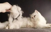 猫咪的换毛期一般是什么时候