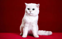 猫咪屁股发出腥臭味？