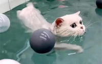 猫会不会游泳