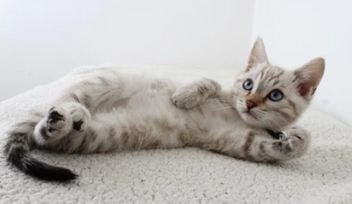 猫咪健康饲养的五大误区