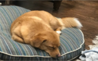 狗狗身上有蜱虫怎么治才能彻底去除