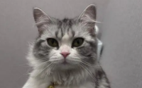 猫会给家里带来厄运吗