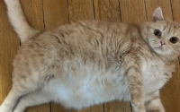 宠物猫的肥胖症，你了解吗？
