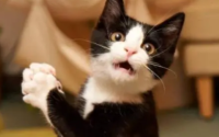猫叫声像小孩哭很恐怖