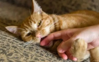 猫咪老是咬人怎么办?
