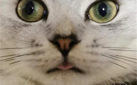 猫咪鼻子湿漉漉的正常吗