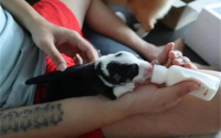 刚出生幼犬人工喂养方法