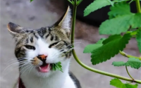 猫薄荷和薄荷的区别