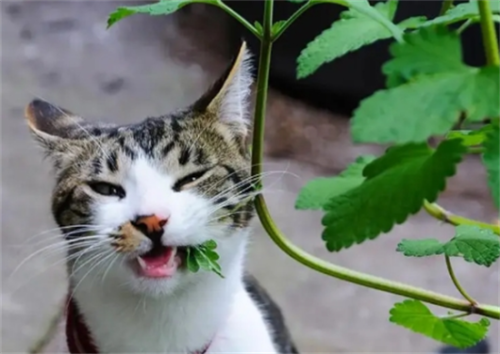猫薄荷和薄荷的区别