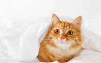 猫咪驱虫后一直舔毛