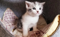满月小猫吃什么东西