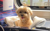 狗狗可以坐高铁吗