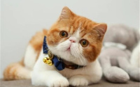 猫界三大“聪明猫”和三大“笨猫”