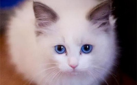 猫可以上高铁吗