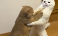 两只公猫打架怎么办