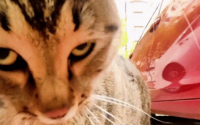为什么别的猫都打不过狸花猫？