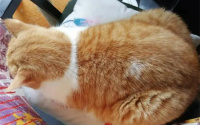 在狸花猫和大橘猫中,哪个更易于饲养?