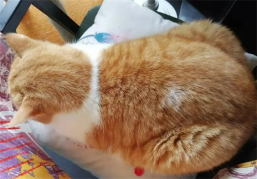 在狸花猫和大橘猫中，哪个更易于饲养？